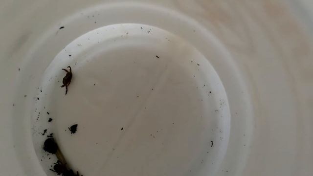 клещ после капель на холку БАРС смотреть онлайн