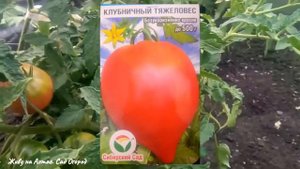 СЕРДЦЕВИДНЫЙ с НОСИКОМ сорт ТОМАТА на НОВЫЙ сезон