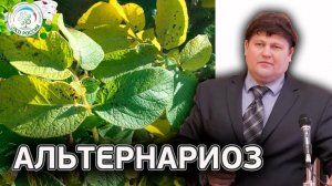 Не путайте Фитофтороз и Альтернариоз. Способы лечения Альтернариоза.