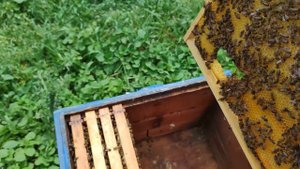 МАЙСКИЕ ПЧЕЛИНЫЕ ОТВОДКИ как делаю ОСМОТР отводка и о важном ✅🐝🐝🐝