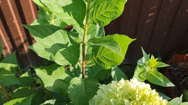 Цветение метельчатых гортензий ГРАФФИТИ и ЛИТЛ ФРАЙЗ (ФРЕСКО) смотреть онлайн