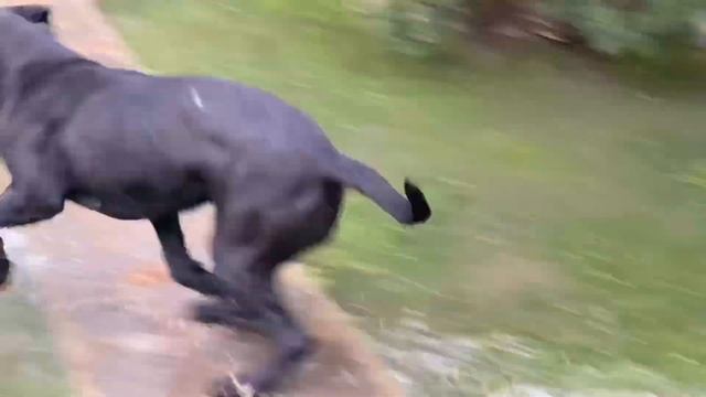 Веселая собака породы кане корсо бегает по лужам! смотреть онлайн
