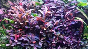 Проблемы в моем аквариуме.Фильтр Тетра ЕХ 800 plus потек. Недостаток магния в аквариуме.