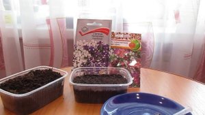 Сею статицу,флокс и фенхель