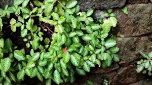 Episcia Flameviolet plant