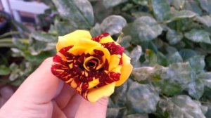 Simsalabim Rose In Bloom