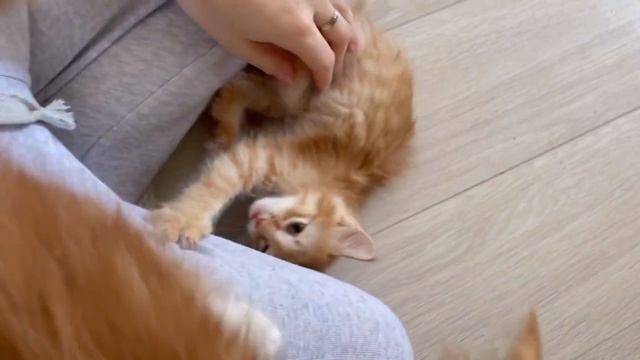 Отправляем котят от уличной кошки в новую жизнь, предстоит долгая дорога в Питер смотреть онлайн