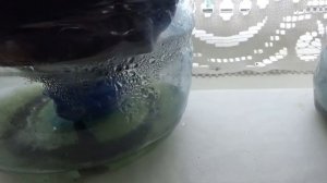 Фитильный полив своими руками фитильный полив рассады рассада на фитильном поливе