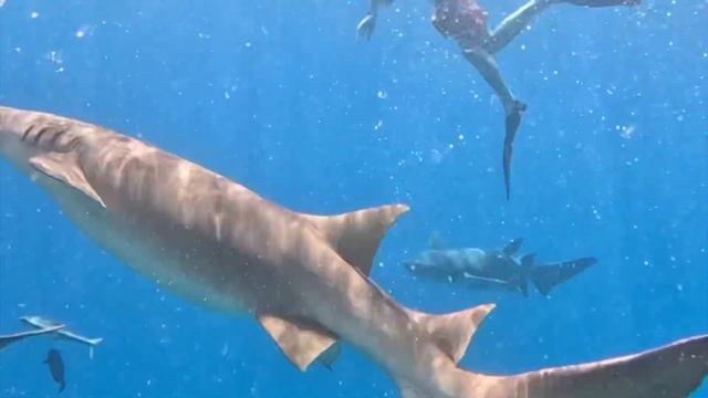 Снорклинг с акулами и черепахами на Мальдивах смотреть онлайн