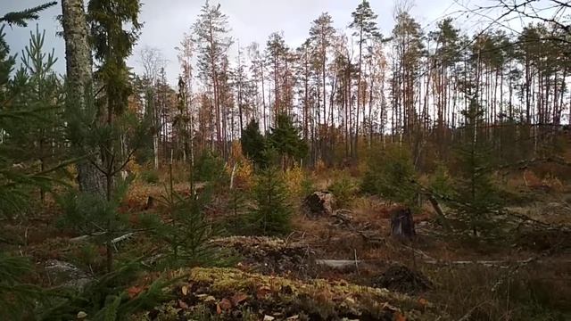 Тетерев бормочет.