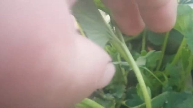 Клубника сорт Аврора Карима, продолжаем наблюдать. смотреть онлайн