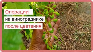 Виноград после цветения.  Операции, которые необходимо сделать.