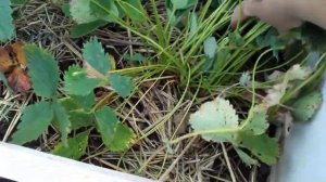 Клубника. Вот , что надо сделать с " жирующими " кустами клубники .