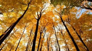 Музыка для радости души. Милая, спокойная музыка