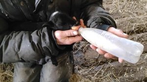 подкармливаем ягнят