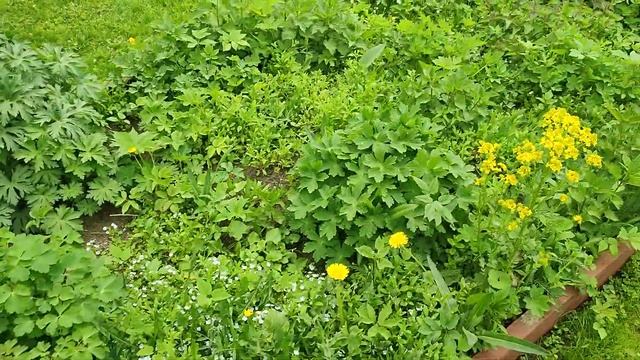 "Американская оранжерея" #кусково смотреть онлайн