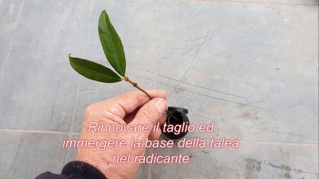 Come fare la talea di falso gelsomino -rincospermo ( trachelospermum Jasminoides ) смотреть онлайн