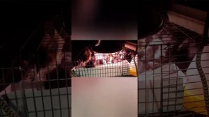 Цыплята Виандот.