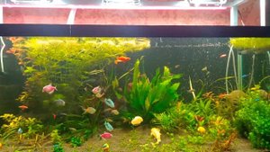 Аквариум 300 литров