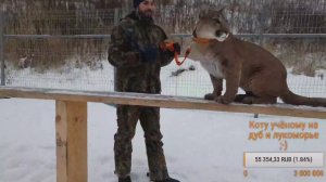 Прямой эфир. Учимся работать без поводка