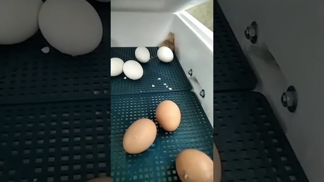 Вылупление птенцов в инкубаторе