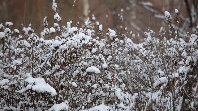 зимний сад смотреть онлайн