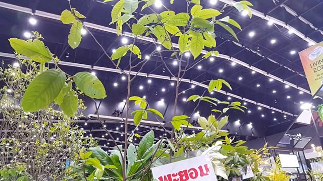 พะยอมหอมมาก1ใน9ต้นไม้มงคล l บ้านและสวนแฟร์ смотреть онлайн