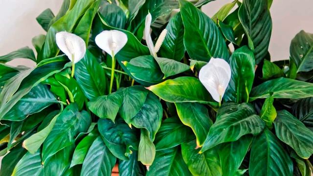 Рубрика "Домашние растения" Цветок Спатифиллум. смотреть онлайн