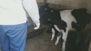 ВИТАМИНЫ ДЛЯ БЫЧКОВ. ДЛЯ БЫСТРОГО РОСТА БЫЧКОВ/ vitamins for bulls