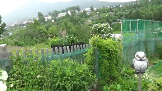 Начинают зацветать клематисы ,ирисы . смотреть онлайн