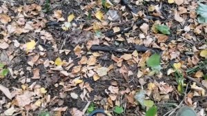 Как на Аське 250(150) отличить цветной сигнал от ржавого железа.