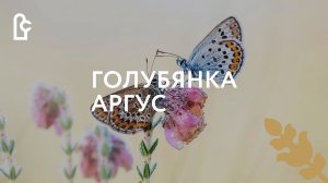 Голубянка аргус