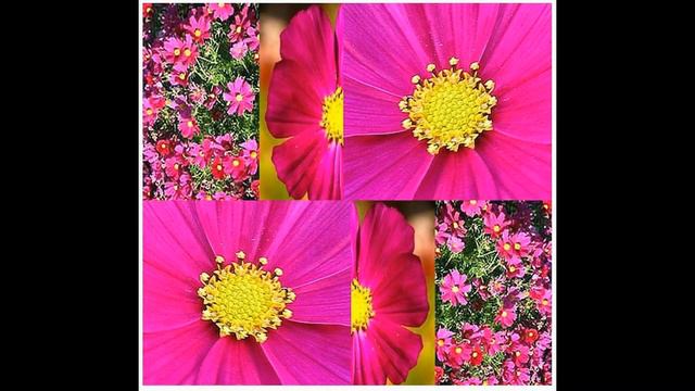 Dwarf Red Cosmos bipinnatus - Dwarf Red Cosmos FLOWER SEEDS on  www.MySeeds.Co