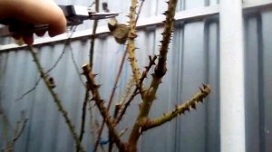 Часть1. Весенняя обрезка плетистой розы Полька на боковые "рогатульки" по типу шраба (куста).