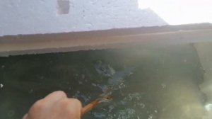 Простая домашняя гидропоника. Гидропоника по методу Кратки