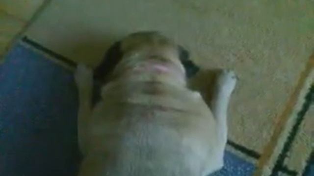 Спящая собака смотреть онлайн