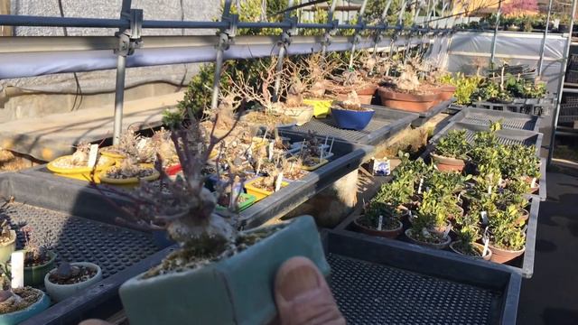 表裏両方使える真柏盆栽樹形・ムレズズメ盆栽・ウグイスカグラ盆栽・イワガラミ盆栽・ショウビヤク盆栽・カングミ盆栽・サルスベリ盆栽・椿ダイヤモンドリング盆栽・ロウヤガキ盆栽・やじま園@tane.bons смотреть онлайн