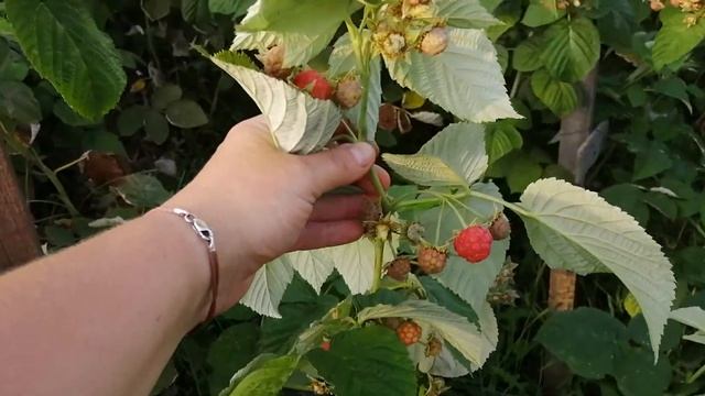 Ремонтантный сорт малины. Начало плодоношения #малина#ремонтантная малина