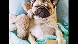 Песня про мопса/about a pug
