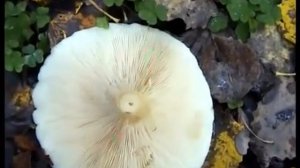 Рядовки_ Говорушки дымчато серые. Рядовки  Фиолетовые . Грибы Чешуйчатки.  Встреча с грибником.