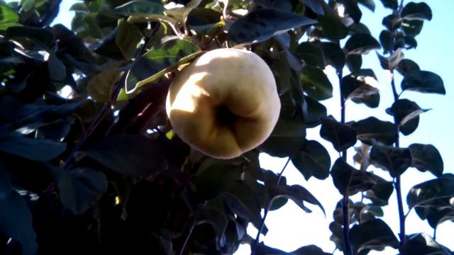 первое плодоношение айвы смотреть онлайн