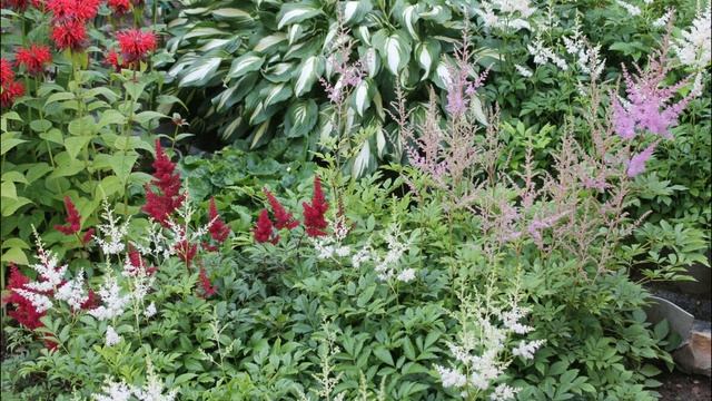 Тенелюбивый многолетник АСТИЛЬБА смотреть онлайн