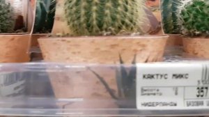 Кактусы. Обзор магазина.