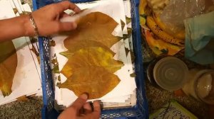 Табак сорта Самарская Гавана,  томление, выжелчивание и ферментация. 19 августа 2020 года