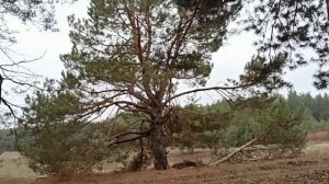 ЧЕМ ОПАСНА ОРХИДЕЯ В ДОМЕ.. народные приметы и поверья