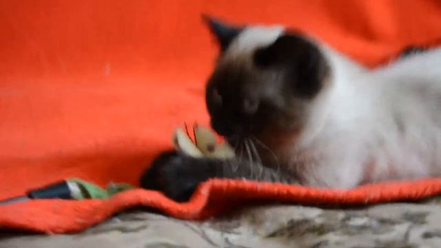 Купить шотландского котенка. Котята для Вас: Шикарные шотландские котята сил-поинт окраса.