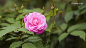 Самые роковые женщины по знаку Зодиака