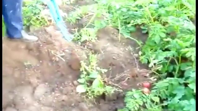 Ручная картофелекопалка 1
