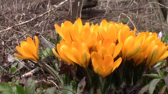 Солнечная нежность Весенний привет Цветы и Музыка Разговор с тобой смотреть онлайн