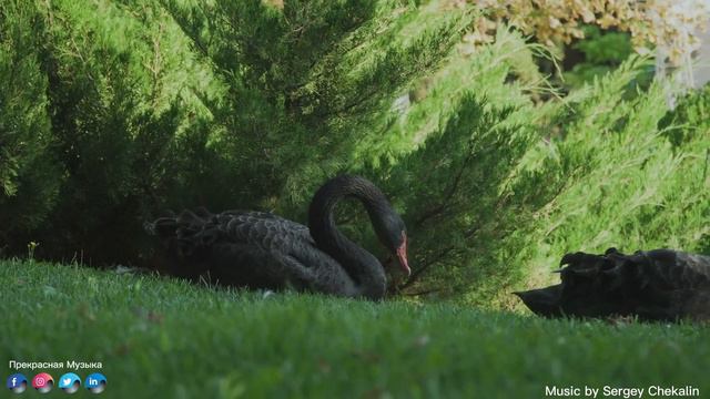 До слез красивая мелодия! Это прекрасные мелодии, трогающие сердце Сергея Чекалина! Слушать смотреть онлайн